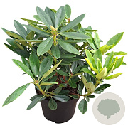 Rhododendron 'Picotee' 30-40 cm 5,0L struik