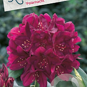 Rhododendron (P) 'Polarnacht' 30-40 cm 5,0L struik