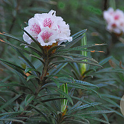 Rhododendron roxieanum oreonastes 30-40 cm 5,0L struik