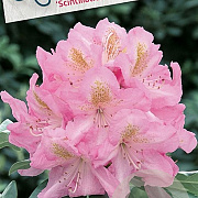Rhododendron 'Scintillation' 30-40 cm 5,0L struik