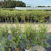 Prunus spinosa 40-60 cm 2,5L
