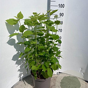 Hydrangea a. 'Annabelle' 30-40 cm 10L