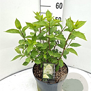Hydrangea pan. 'Limelight' 40-50 cm 7,5L