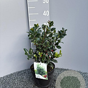 Ilex meserv. Heckenfee 30-40 cm 3,0L