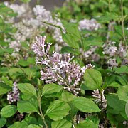 Syringa meyeri 25-30 cm 3,5L