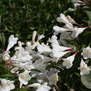 Weigela florida 'Black and White' 20-25 cm 3,0L