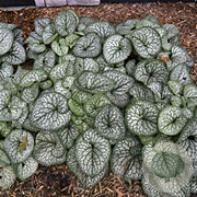 Brunnera macr. 'Jack of Diamonds' GM P9