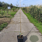 Cydonia o. 'Champion' 125-150 cm 10L