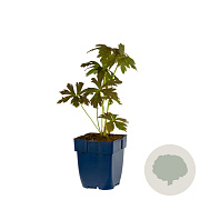 Geranium macul. 'Espresso' GM  P11
