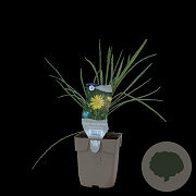 Tragopogon pratensis GM  P11