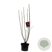 Ribes sang. 'King Edward VII' 60-80 cm 4,5L