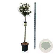 Elaeagnus ebb. 'Compacta' 120 cm stam 15L