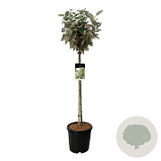 Elaeagnus ebb. 'Compacta' 90 cm stam 15L