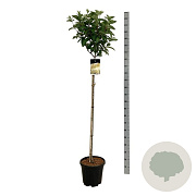 Hydrangea pan. Candlelight 120 cm stam 15L