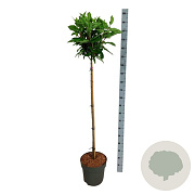 Hydrangea pan. Pinky Winky 120 cm stam 15L