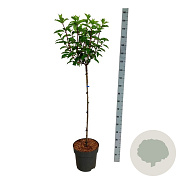 Hydrangea pan. Vanille-Fraise 90 cm stam 15L