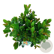 Prunus l. Bonaparte 50-60 cm 6L