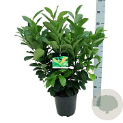 Prunus l. Etna 60-80 cm 6L