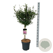 Syringa Bloomerang Dark Purple 60 cm stam 15L
