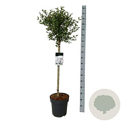 Syringa meyeri Flowerfesta White 90 cm stam 15L