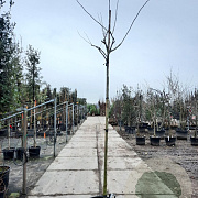 Albizia julibr. Ombrella 200 cm stam container 12-14