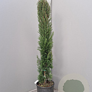 Cupressus semp. 'Pyramidalis' 125-150 cm 10L