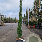 Cupressus semp. 'Totem' 125-150 cm 12L