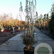 Enkianthus campanulatus 125-150 cm 20L