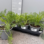 Foeniculum vulgare P14