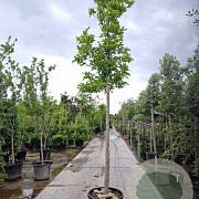 Magnolia kobus 200 cm stam container 20-25 leiboom