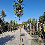 Photinia fraseri 'Red Robin' 180 cm stam 35L 10-12