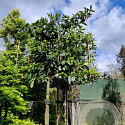 Prunus l. 'Novita' 180 cm stam container 14-16