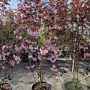Prunus ser. 'Royal Burgundy' 175-200 cm container meerstammig
