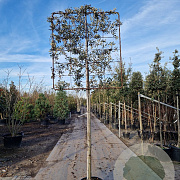 Quercus ilex 180 cm stam container 10-12 hoge lei