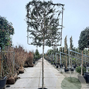 Quercus ilex 180 cm stam container 12-14 leiboom