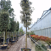 Quercus ilex 200 cm stam container 20-25 leiboom