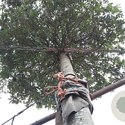 Quercus ilex 200 cm stam container 45-50