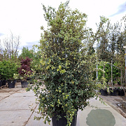Quercus ilex 250-300 cm cont. 175L