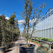 Quercus suber 250-300 cm container meerstammig solitair