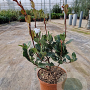 Rhaphiolepis indica Springtime 30-40 cm 3,0L
