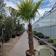 Trachycarpus fortunei 140 cm stam container