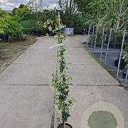 Trachelospermum jasminoides 100-125 cm 3,0L