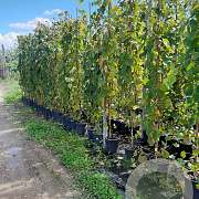 Vitis vinifera 250-300 cm 25L