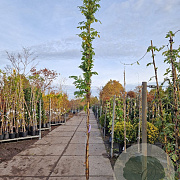 Wisteria sinensis 'Prolific' 300-350 cm 15L
