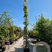 Wisteria sinensis 'Prolific' 500-550 cm container