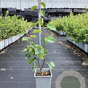 Amelanchier aln. 'Thiessen' 60-80 cm P15