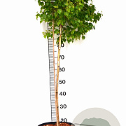 Betula p. Magical Globe 100-140 cm 10L