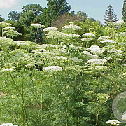 Cnidium silaifolium GM P9