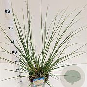 Cortaderia s. 'Sunningd. Silver' gm 4,0L
