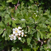 Crataegus azarolus 100-125 cm 10L